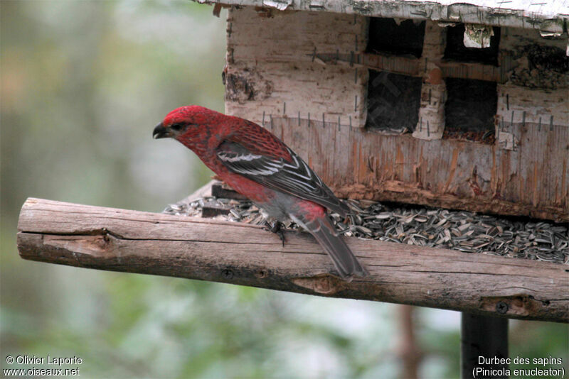 Pine Grosbeak male