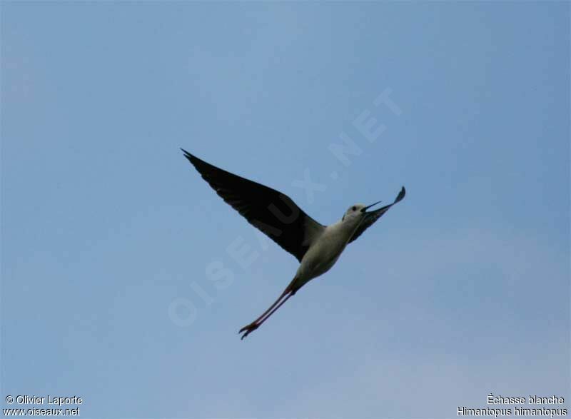 Black-winged Stilt