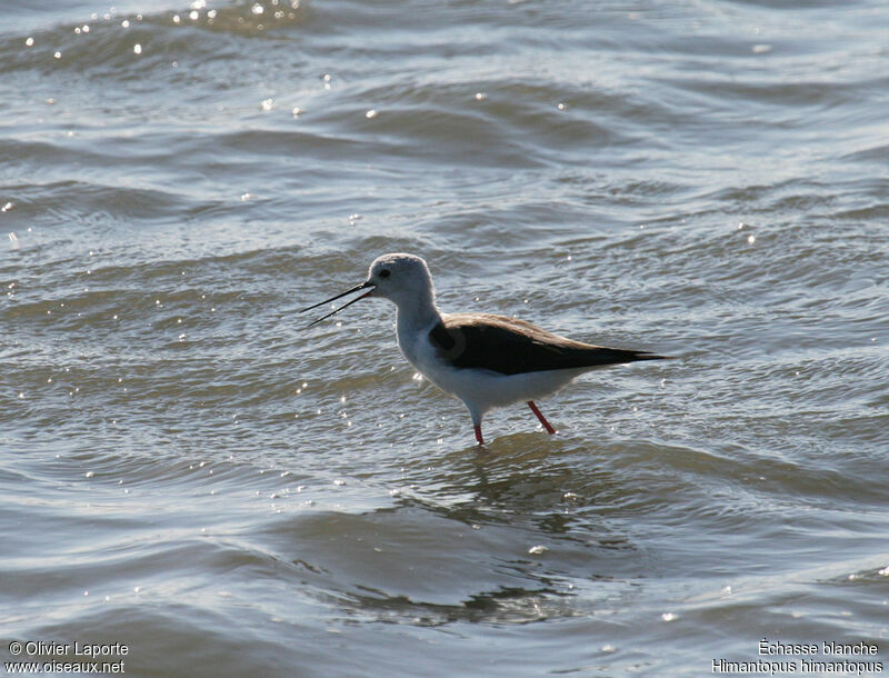 Black-winged Stiltadult, identification