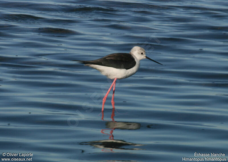 Échasse blancheadulte, identification