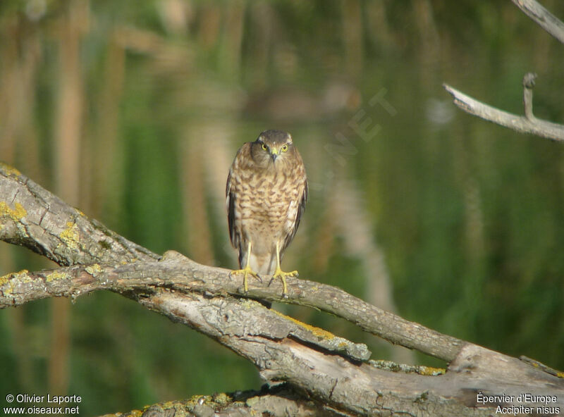 Eurasian Sparrowhawk