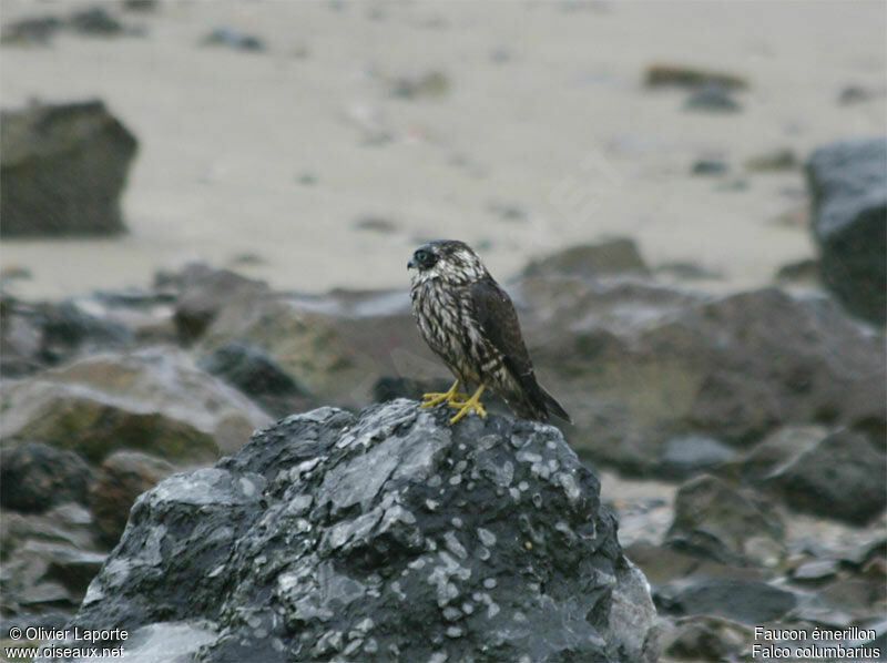 Merlin female