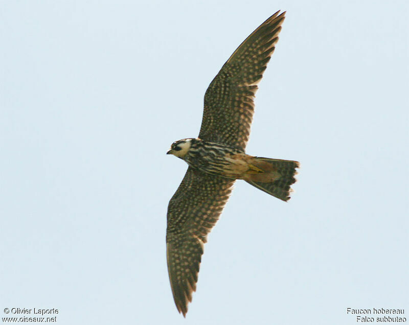 Eurasian Hobby