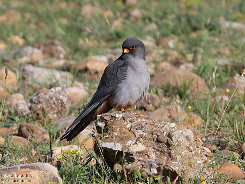 Red-footed Falcon male adult breeding, identification