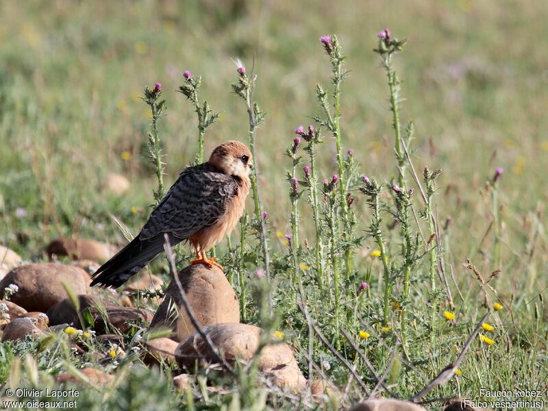 Red-footed Falcon female