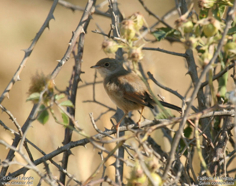 Spectacled Warbler