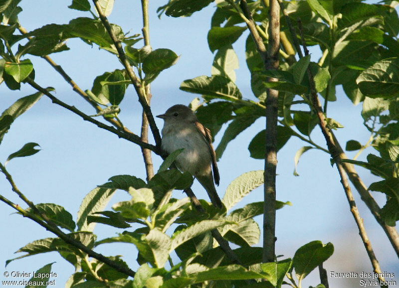 Fauvette des jardins mâle adulte