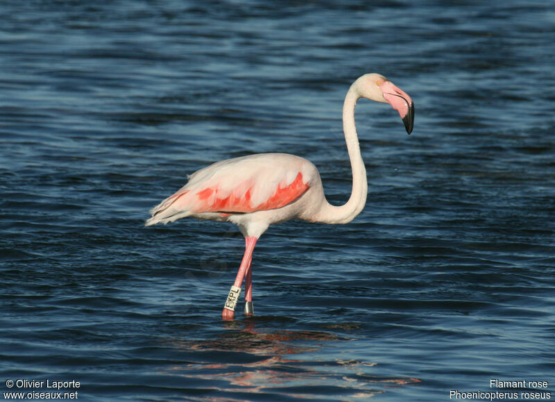 Flamant roseadulte, identification