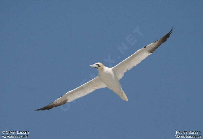 Northern Gannetadult, Flight