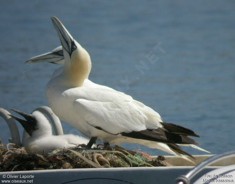 Fou de Bassan immature, Nidification