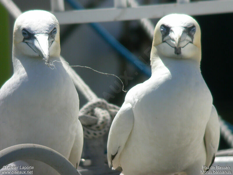 Northern Gannet 