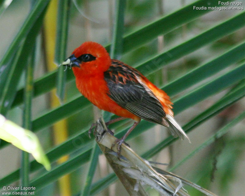 Foudi rouge