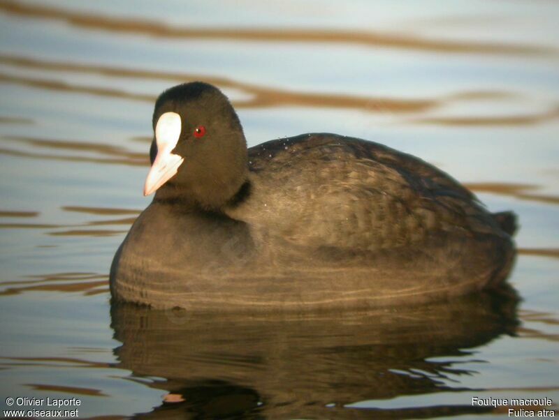 Eurasian Cootadult