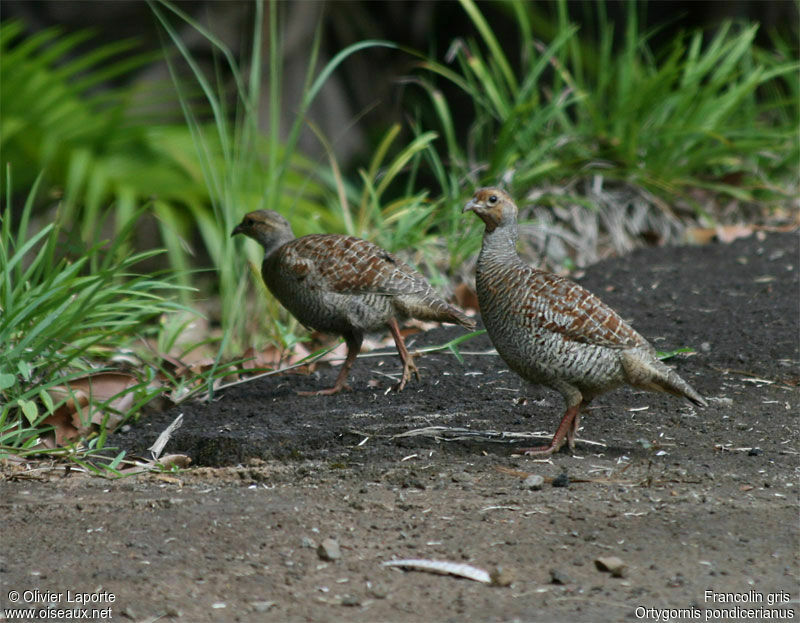 Francolin gris