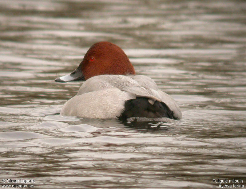 Common Pochard male