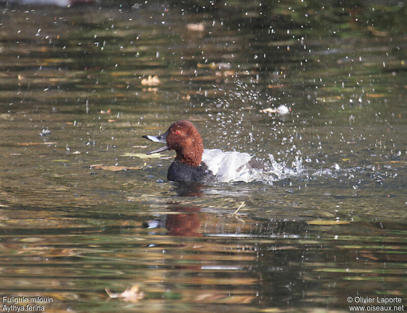 Common Pochard, Behaviour