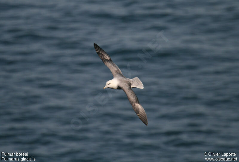 Fulmar boréal, identification, Vol, Comportement