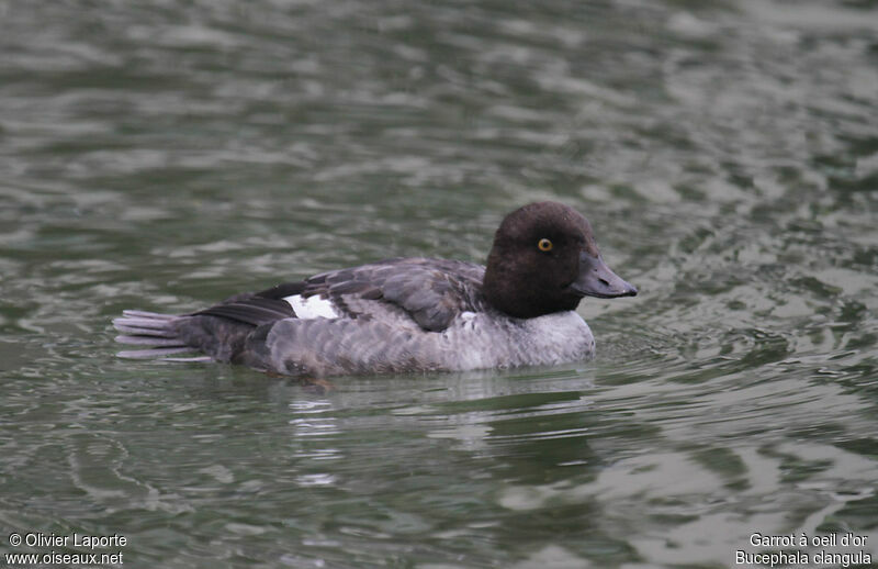 Common Goldeneye female