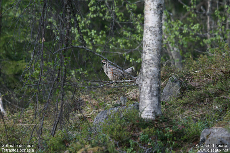 Gélinotte des bois