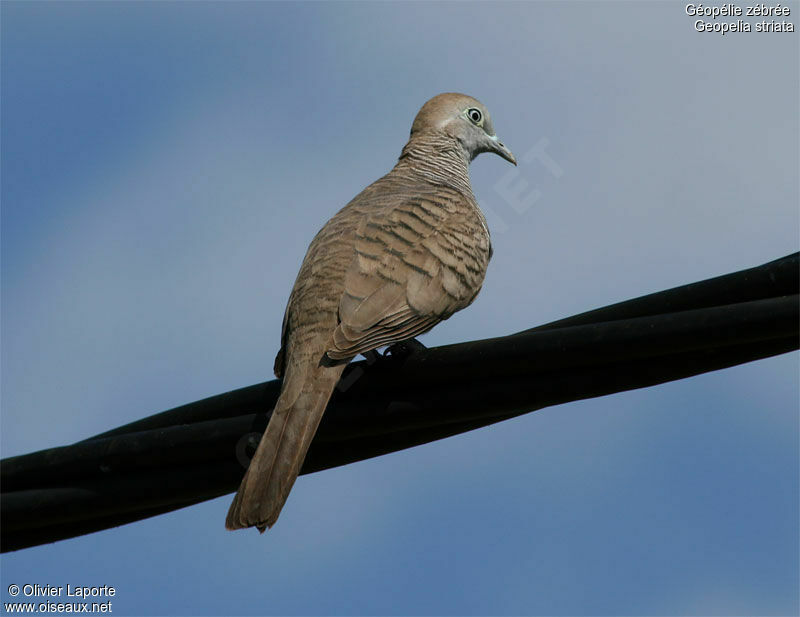 Zebra Dove