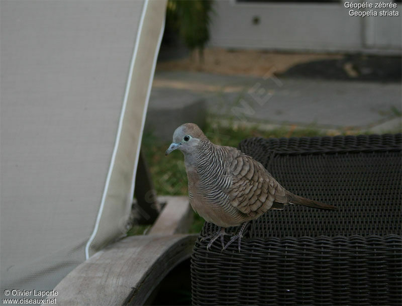 Zebra Dove