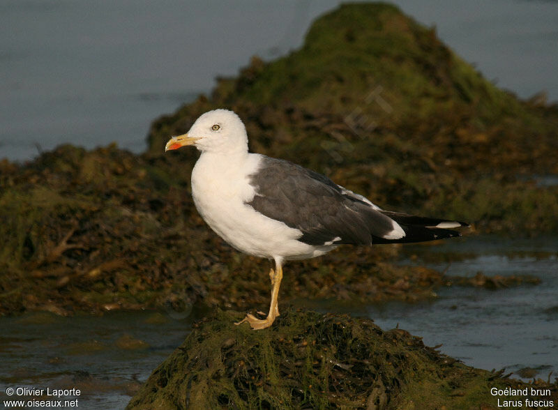 Goéland brunadulte, identification