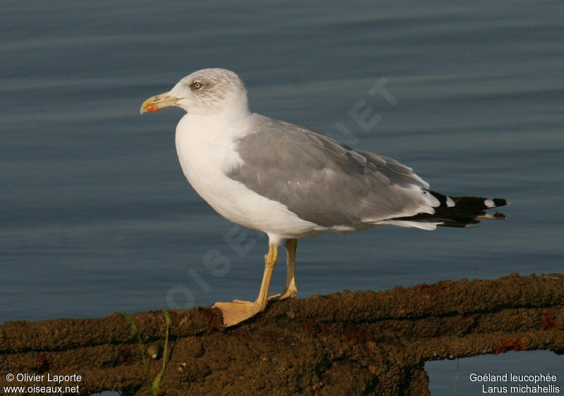 Yellow-legged Gulladult post breeding