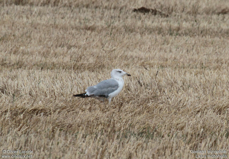 Yellow-legged Gull