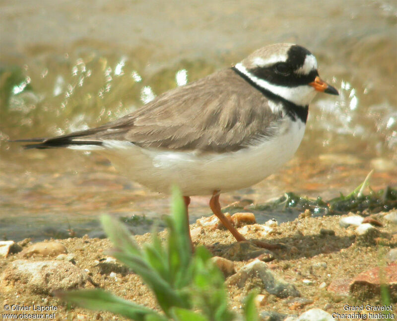 Common Ringed Ploveradult breeding