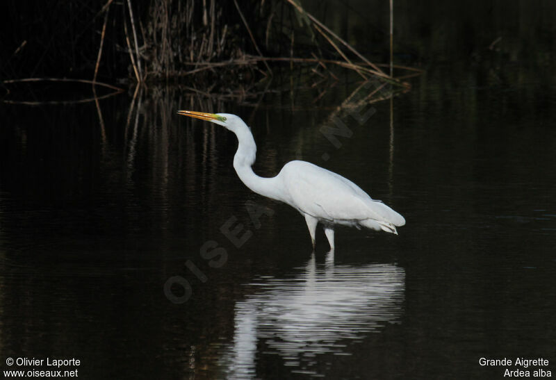 Grande Aigrette