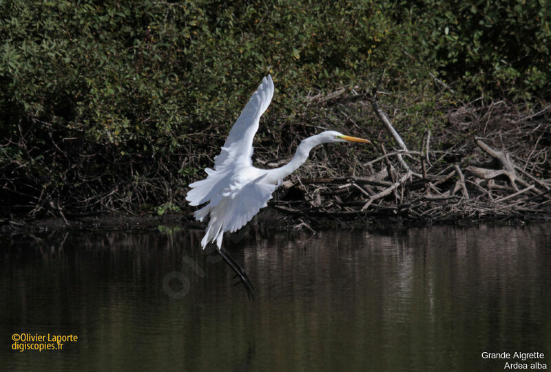 Grande Aigrette, Vol