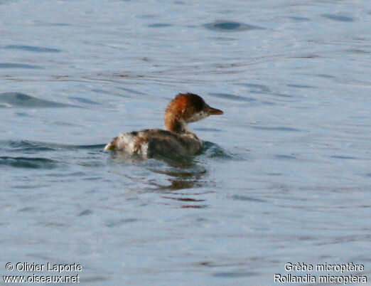 Titicaca Grebeadult