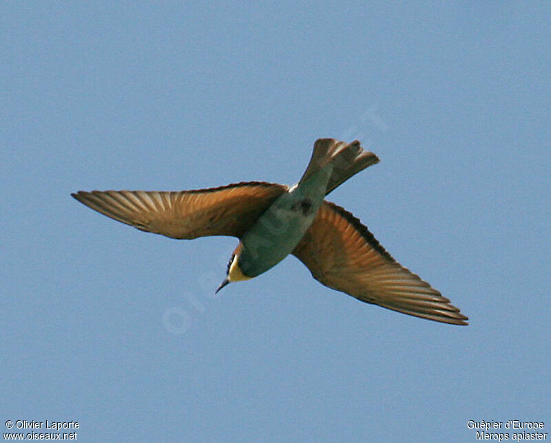 European Bee-eater, identification