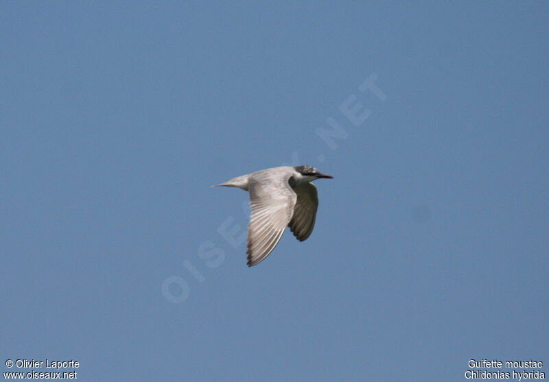 Whiskered Tern, identification