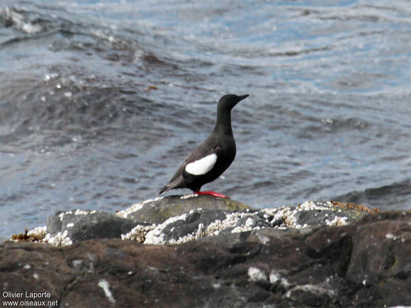 Guillemot à miroiradulte, habitat, pigmentation