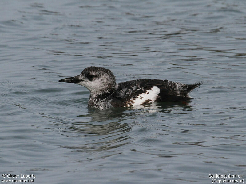 Guillemot à miroir1ère année