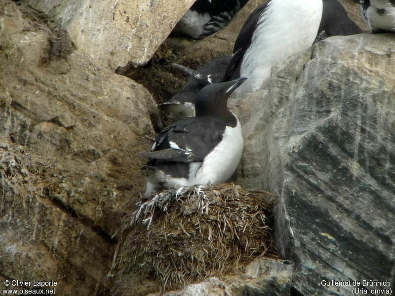 Thick-billed Murre