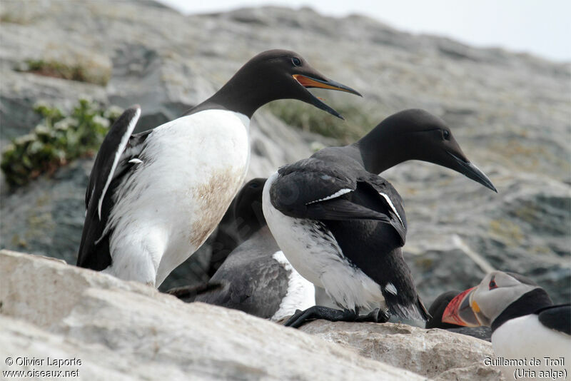 Common Murre