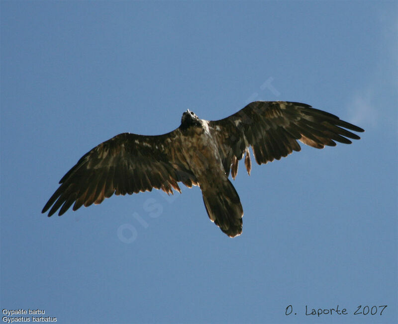 Gypaète barbuimmature