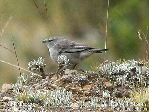 Ash-breasted Sierra Finch