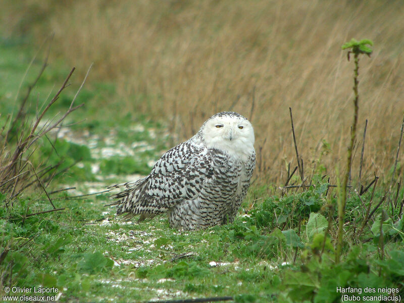 Snowy Owl female immature