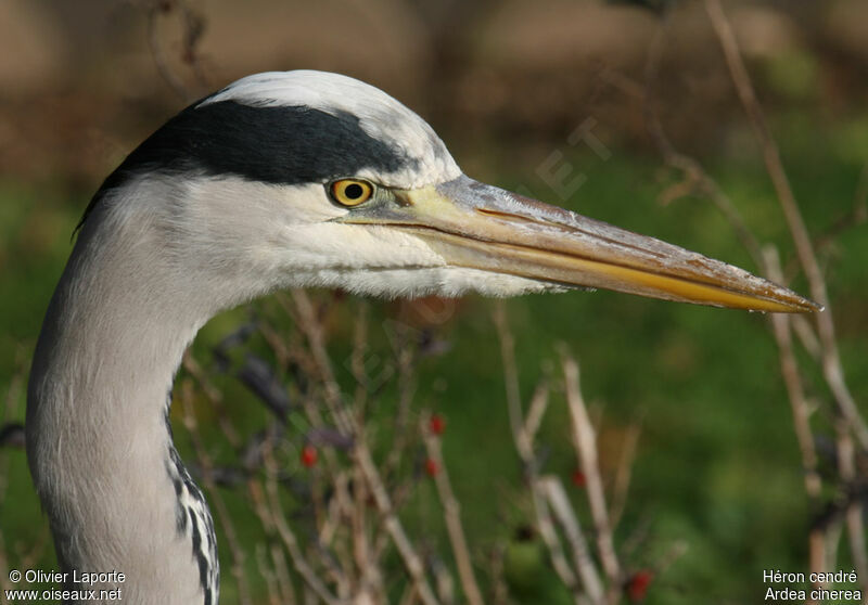 Grey Heron