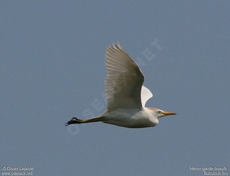 Western Cattle Egretadult breeding