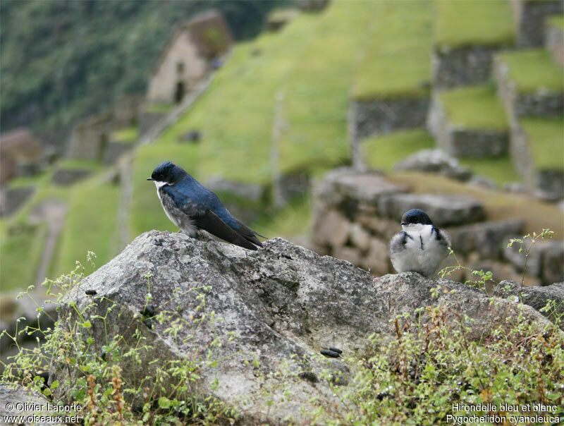 Hirondelle bleu et blanc