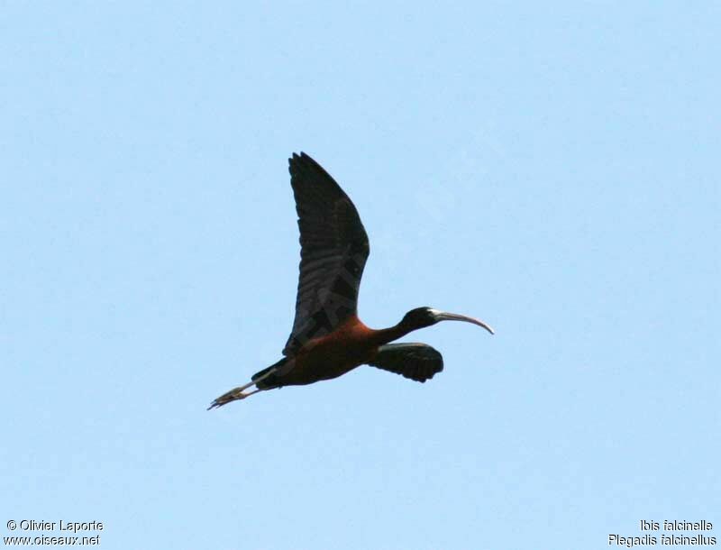 Ibis falcinelle