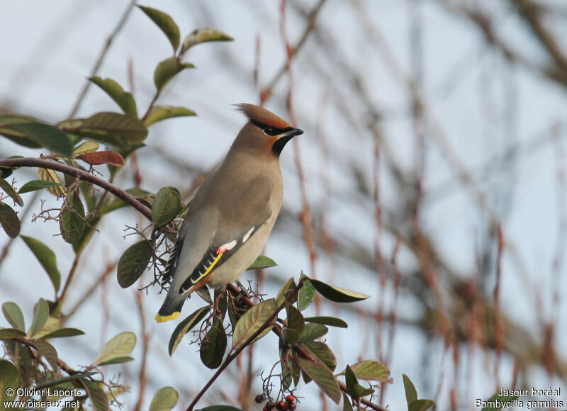 Bohemian Waxwing