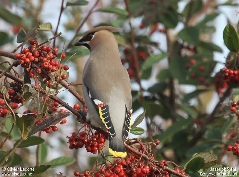 Bohemian Waxwing, identification