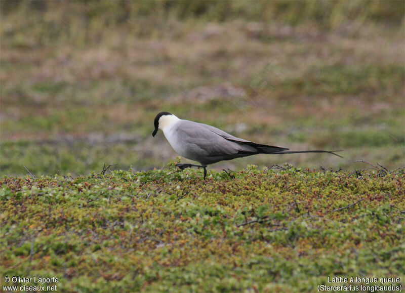 Labbe à longue queueadulte, habitat, pigmentation