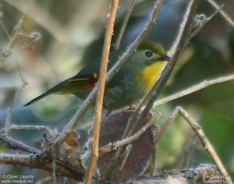 Red-billed Leiothrix