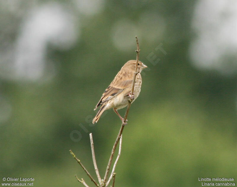 Linotte mélodieusejuvénile